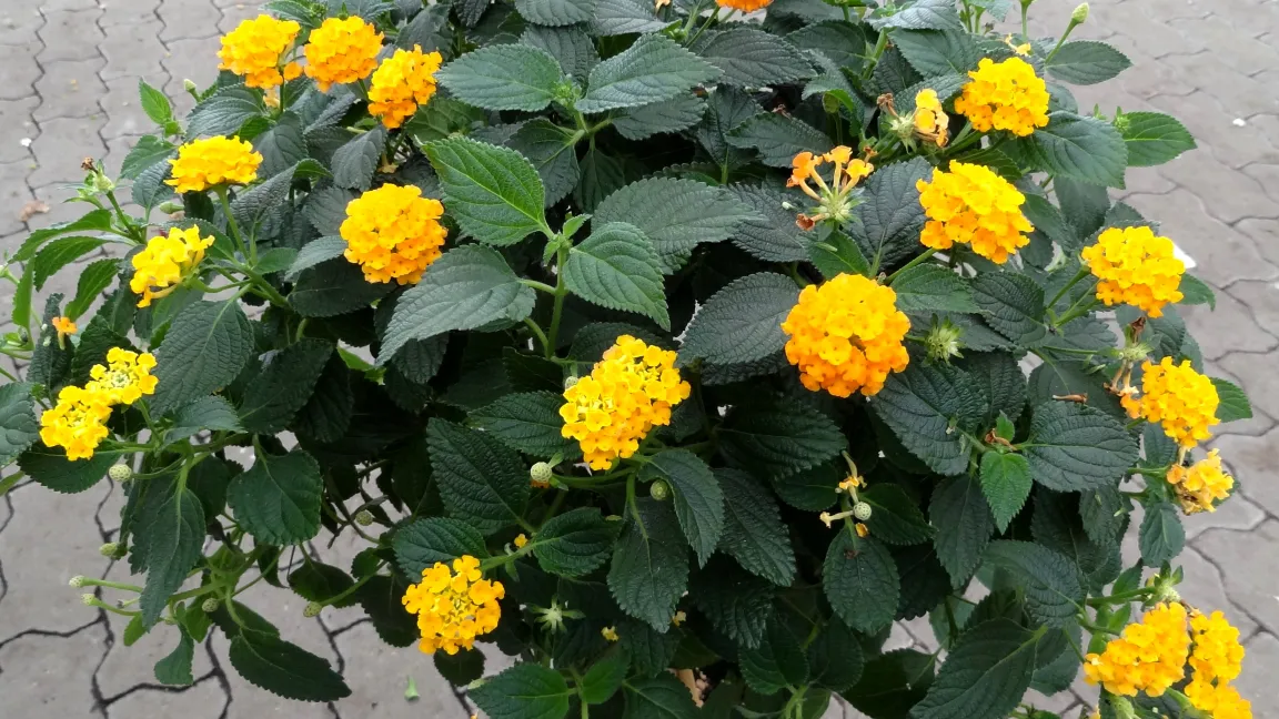 Bei Wandelröschen ist vor dem Einräumen auf Befall mit Weißer Fliege zu achten. Foto: Klaus Margraf