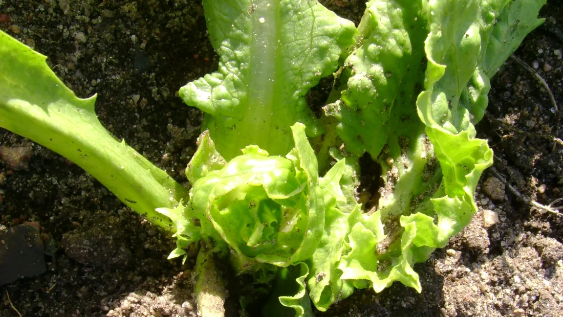 Erdraupenfraß bodennaher Blätter am Eissalat. Foto: Klaus Margraf