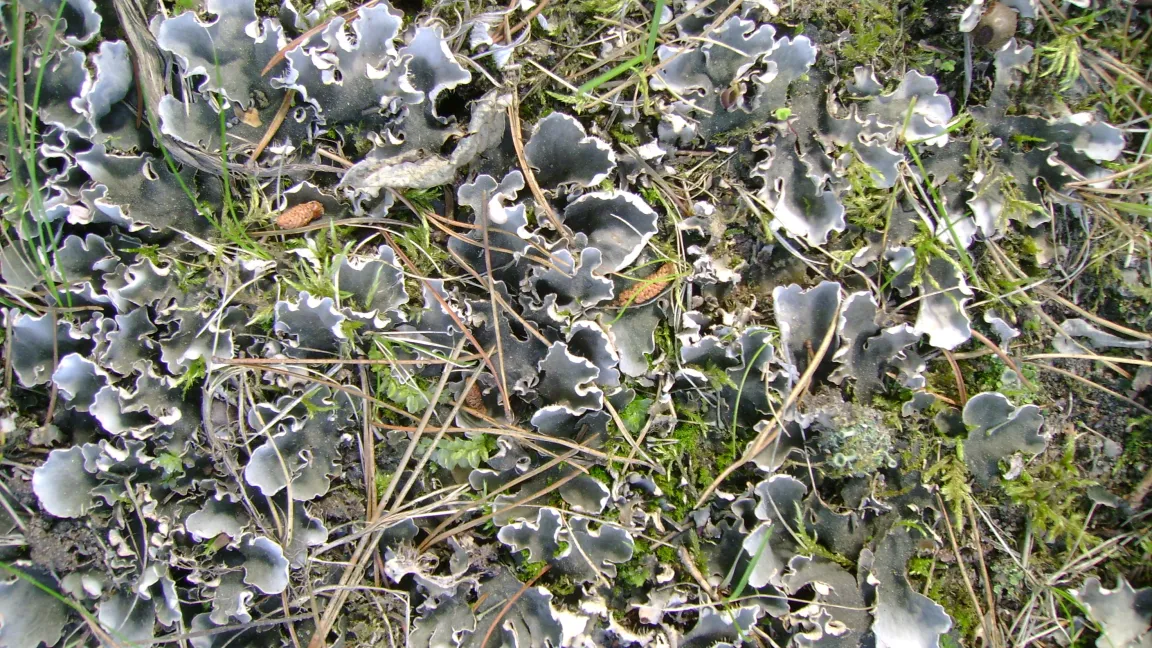 Flechtenfläche im Rasen. Foto: Klaus Margraf