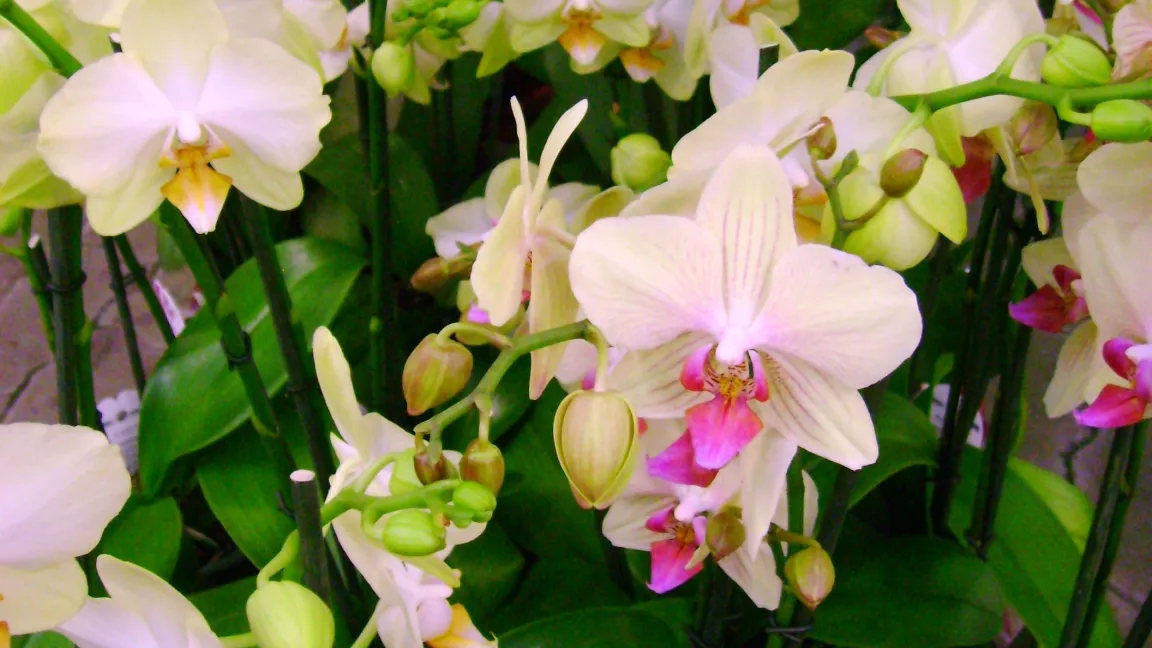 Die wohl größte Farbenvielfalt ist bei den Phalaenopsis zu beobachten. Foto: Klaus Margraf