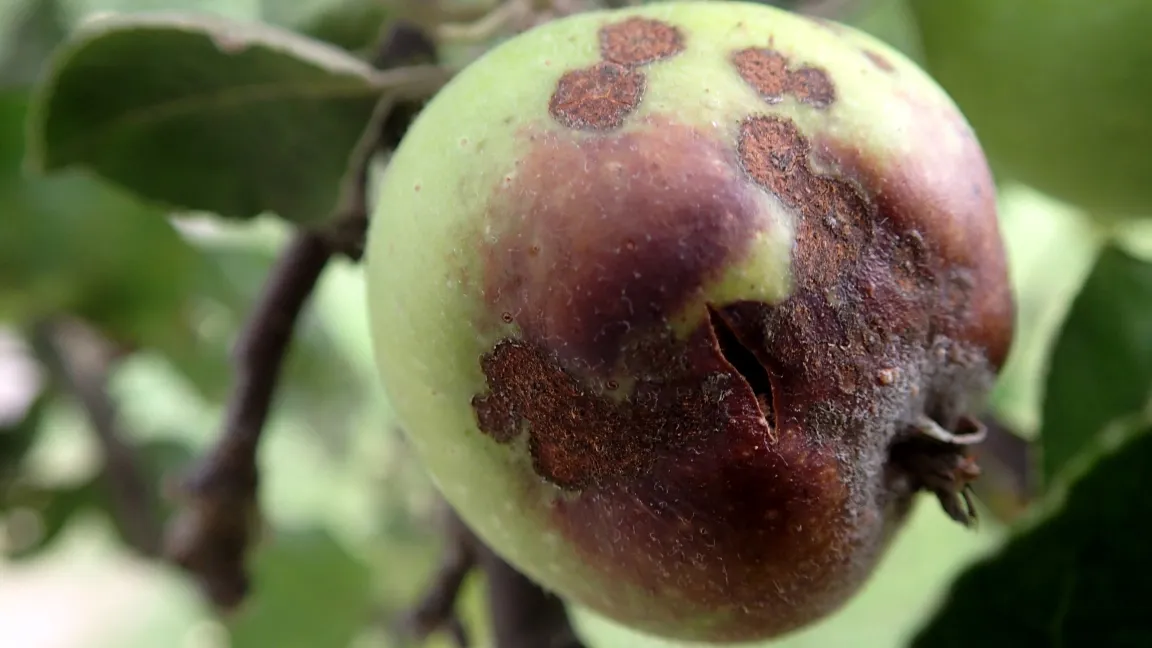 Starker Schorfbefall am Jungapfel. Foto: Klaus Margraf