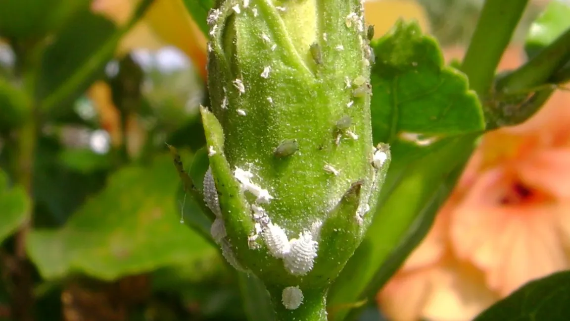 Blatt- und Wollläuse an Hibiskus sind vor dem Einräumen zu bekämpfen. Foto: Klaus Margraf