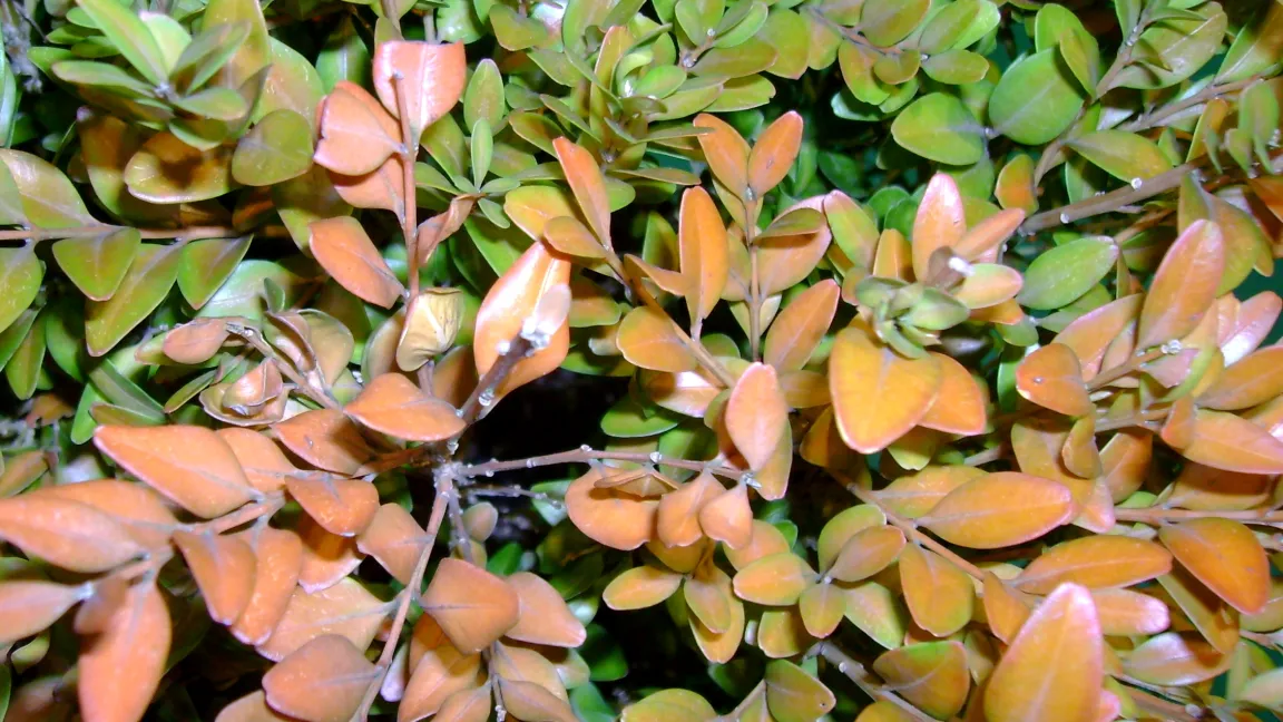 Gelbsucht an Buxus durch Staunässeschäden. Foto: Klaus Margraf