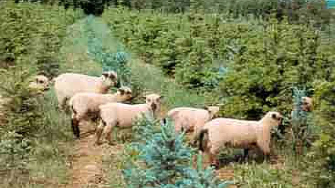 Biologische Rasenmäher: Shropshire-Schafe.
Quelle: Steigerwaldbäume.de