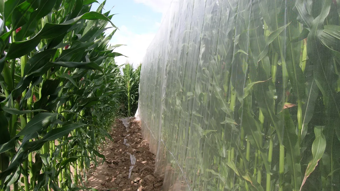 Während der Maisblüte wurden je zwei Honigbienenvölker in die Flugzelte gestellt. Foto: Sigrid Fuhrmann / Biosicherheit.de