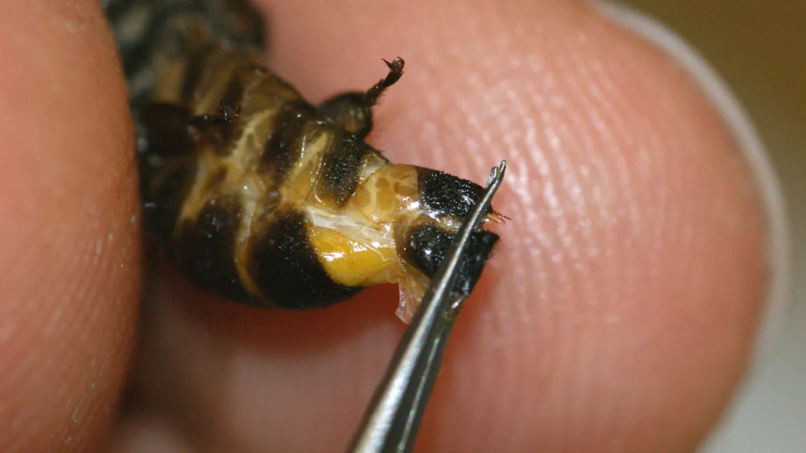 Entnahme eines Bienendarms: Die Verdauung der Maispollen wird untersucht. Foto: Sigrid Fuhrmann / Biosicherheit.de
