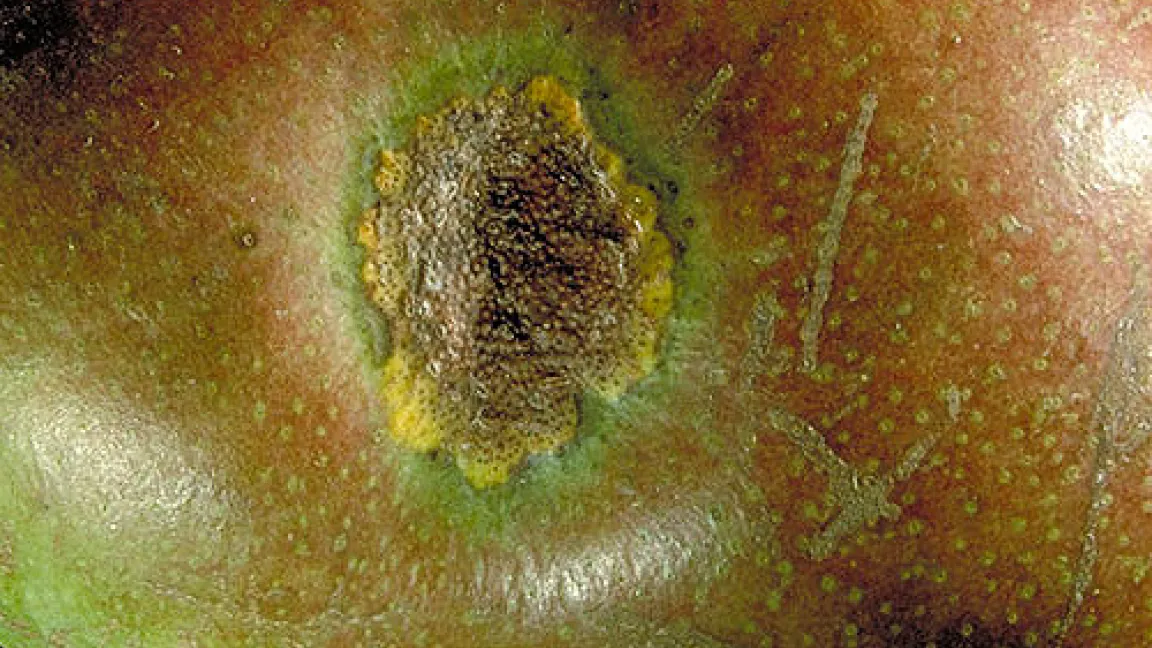 Birnengitterrost an Früchten.
Quelle: Pflanzenschutzamt Berlin