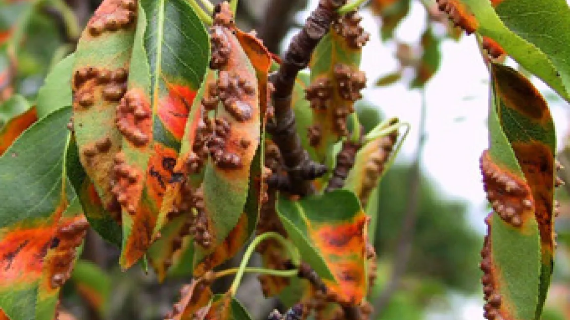 Birnengitterrost im September.
Quelle: Peter Boas
