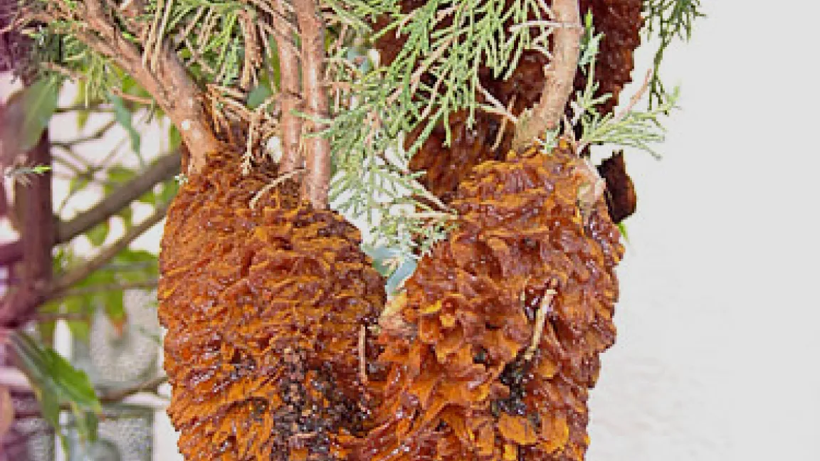 Fruchtkörper des Birnengitterrost-Pilzes an Wacholder
Quelle: IVA