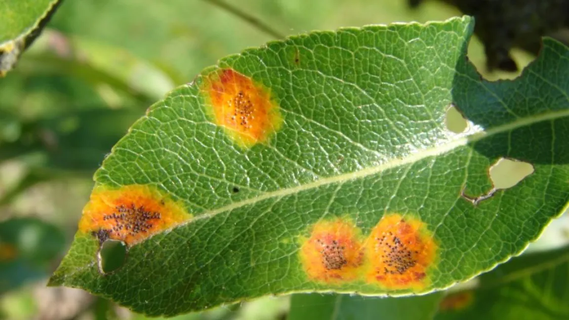 Spezialmittel zur Birnengitterrostbekämpfung sind für den Hobbybereich nicht mehr zugelassen. Foto: BDG