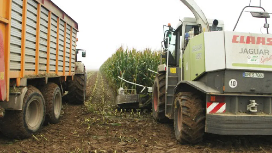 Bis zur Ernte erreicht Mais mehr als drei Meter Höhe.
Quelle: Wiedenau