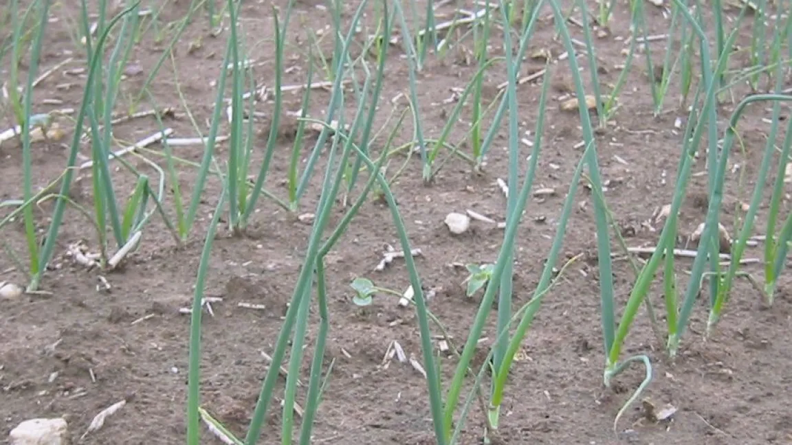 Typisch für Knoblauch und Küchenzwiebeln sind die bläulich-grünen, schmalen und langen Laubblätter. Foto: Matthias Wiedenau