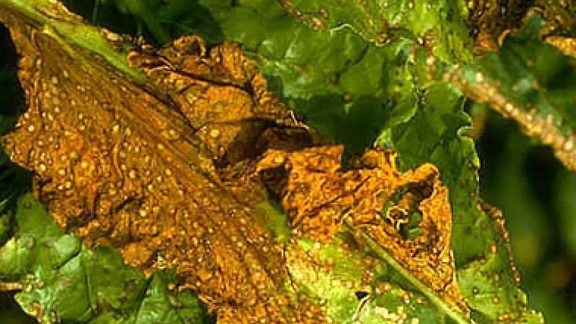 Blattfleckenkrankheit an Zuckerrüben, verursacht durch einen Cercospora-Pilz.
Quelle: BASF AgroSlide