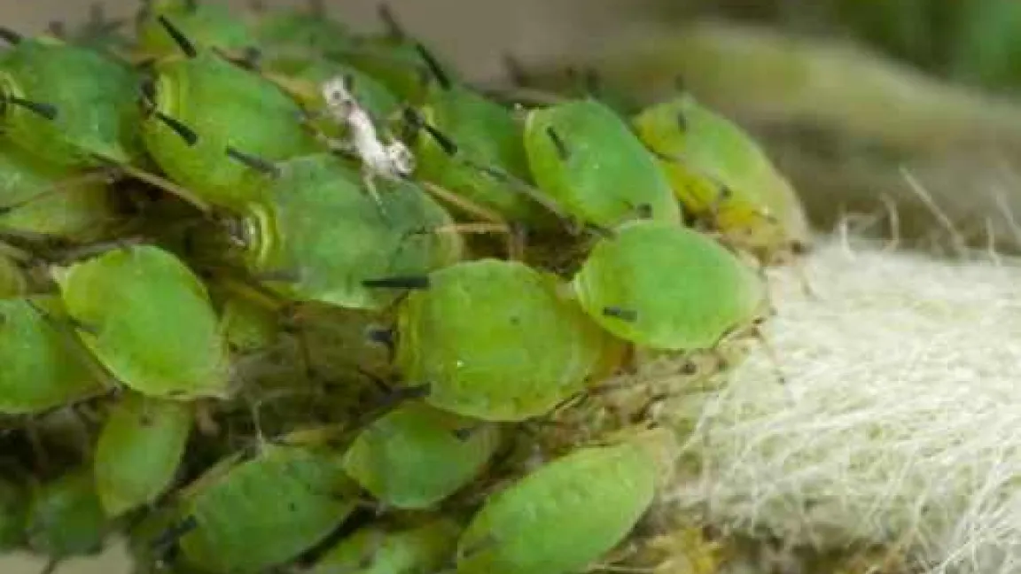 Blattläuse können sich bei warmem Wetter massenhaft vermehren. 
Quelle: Bayer CropSciene