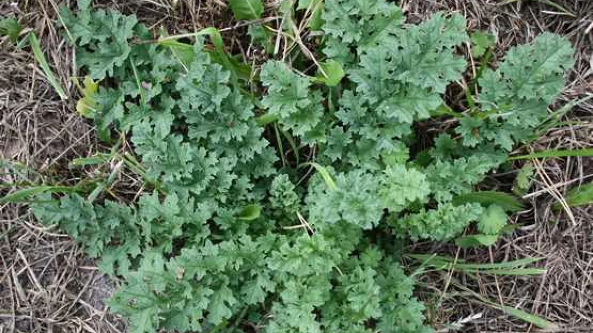 Das Jakobskreuzkraut zeigt sich zuerst im Frühjahr mit den nicht immer gleich auffallenden Blattrosetten.
Quelle: Dr. Bernhard Werner, LWK Niedersachsen
