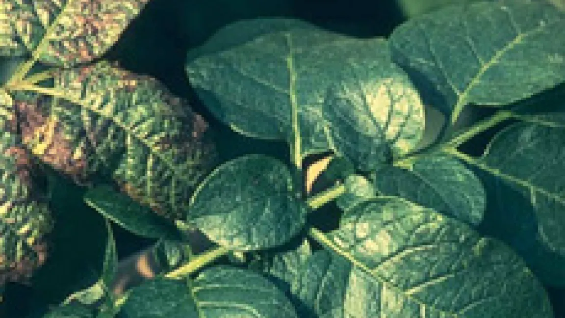 Blattverfärbungen durch Kaliummangel bei Kartoffeln.
Quelle: AgroSlide, BASF