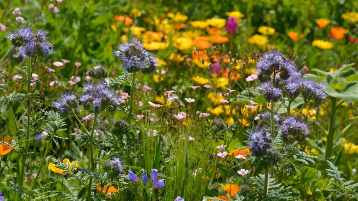 Bunte Blühstreifen sind ideale Bienenweiden. Foto: Matthias Wiedenau