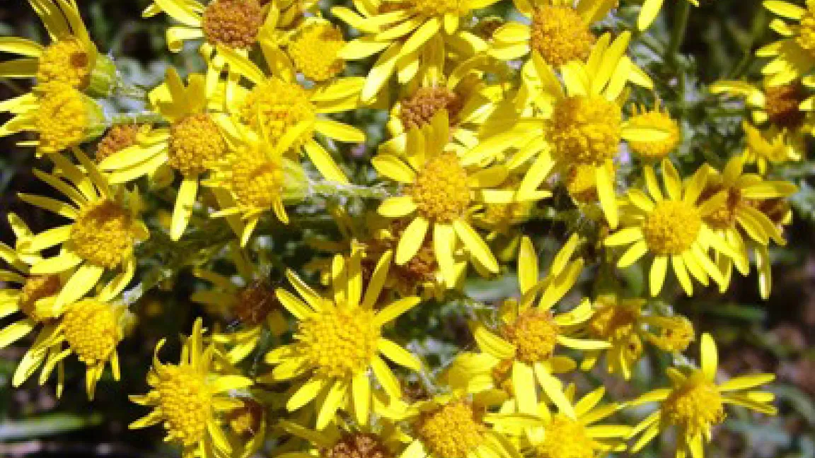 Blüte des Jakobskreuzkrauts (Senecio jacobaea)
	Quelle: Dr. Marianne Klug