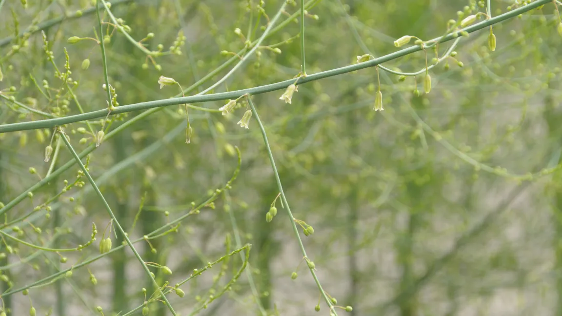 Spargel blüht unscheinbar. Die kleinen blassgelben Blüten fallen samt Blütenstiel im Frühsommer ab. Die Ansatzstellen sind dann häufig Eintrittspforten für Pilzinfektionen. Foto: Friederike Krick