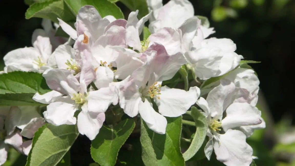 Die Apfelblüte zeigt nach dem phänologischen Kalender den Vollfrühling an. Foto: Matthias Wiedenau