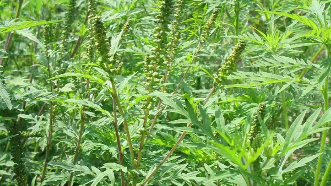 Männliche Blütenstände. Foto: Nawrath/Alberternst