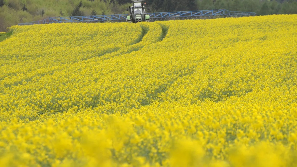 Pflanzenschutzmittel, die während der Blühphase ausgebracht werden, müssen bienenungefährlich sein. Foto: agrar-press