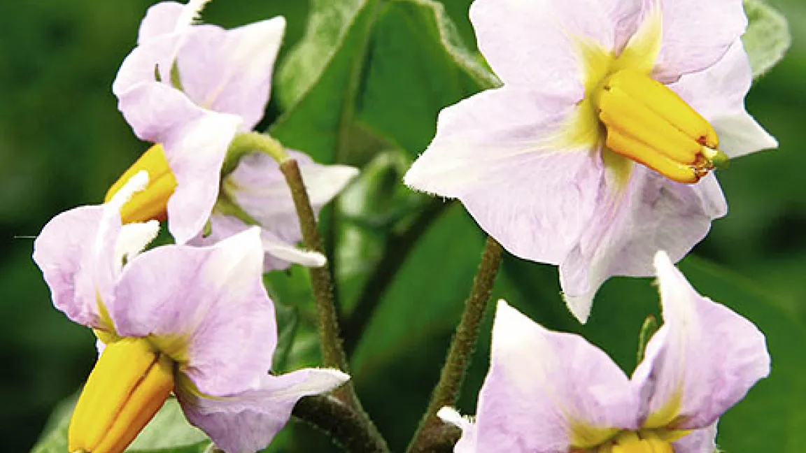 Blütenstand einer Kartoffelstaude.
Quelle: Bayer CropScience