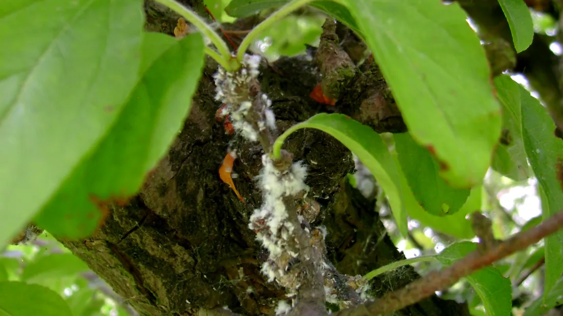 Blutlausbesatz am vergallten Zierapfeltrieb. Foto. Klaus Margraf