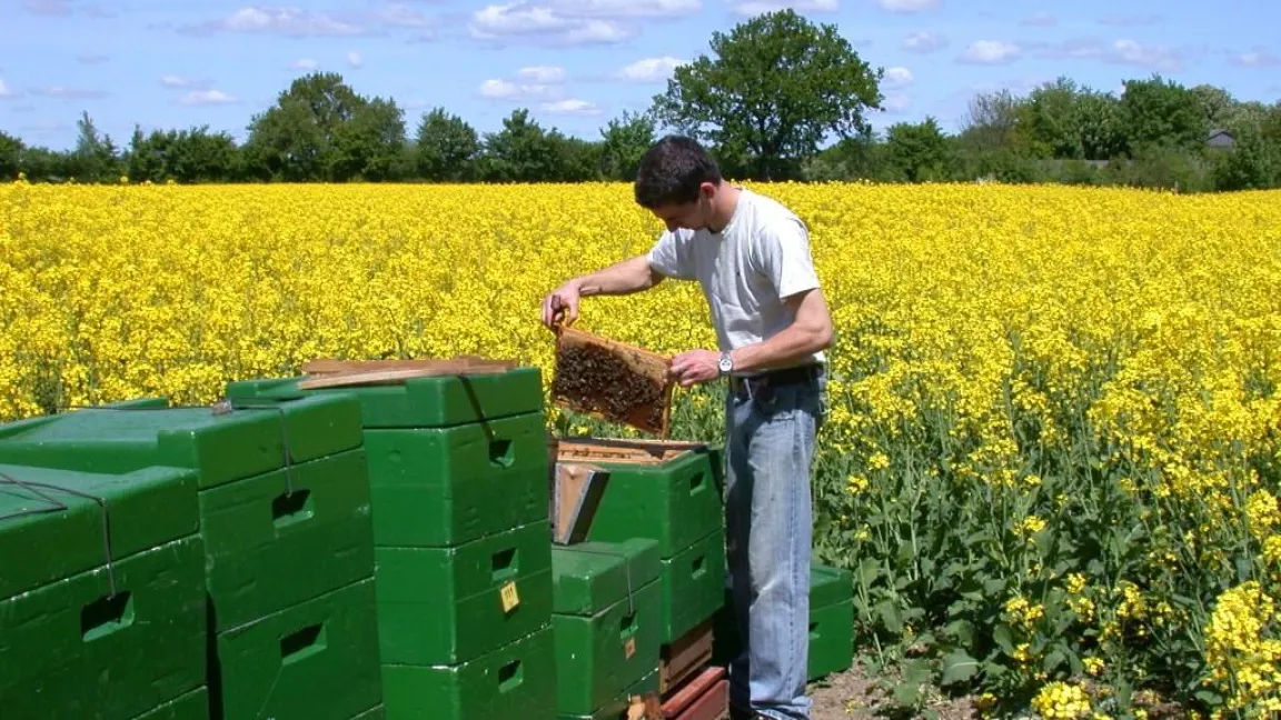Im Raps profitiert der Landwirt mit bis zu 25 % Mehrertrag durch den Einsatz der Honigbienen. Foto: Otto Boecking, Institut für Bienenkunde, Celle
