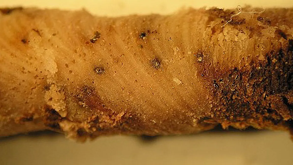 Bohrkern mit Tracheomykosen aus einer jungen Rebe ohne äußerliche Krankheitssymptome.
Quelle: BBA