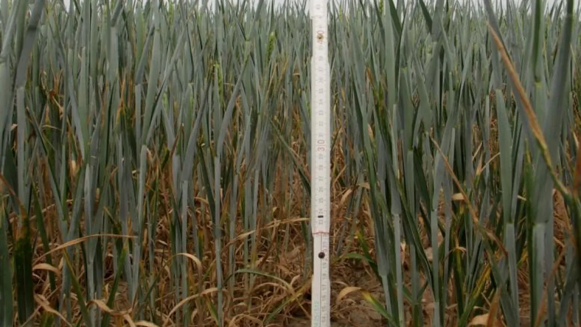 Bonsai-Weizen ist typisch auf Flächen, die unter Trockenstress leiden. Foto: Matthias Wiedenau
