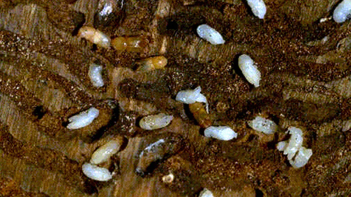 Borkenkäferlarven und Fraßgänge im Schadholz.
	Quelle: BASF AgroSlide