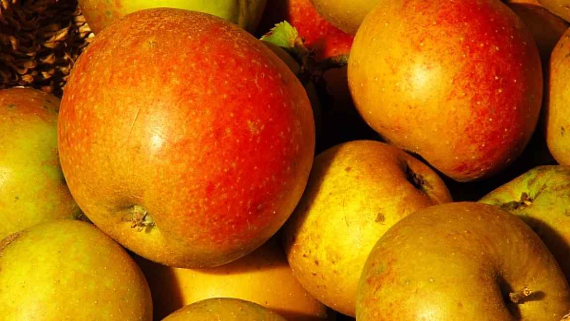 Äpfel sind durch ihre schützende Schale von Natur aus bestens verpackt. Dank ihrer kompakten Form finden sie überall problemlos Platz. Das macht Elstar, Jonagold, Braeburn & Co. an jedem Ort und bei jeder Gelegenheit zur perfekten Zwischenmahlzeit.  Foto: adpic