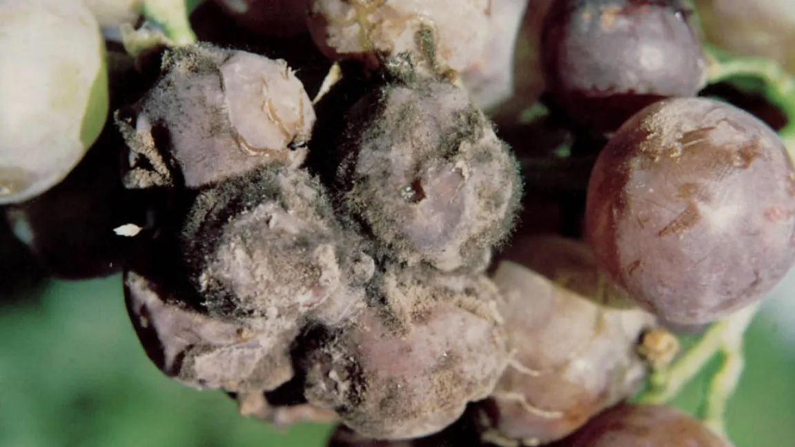 Grauschimmel verursacht durch Botrytis cinerea an Weintrauben. Foto: Bayer CropScience
