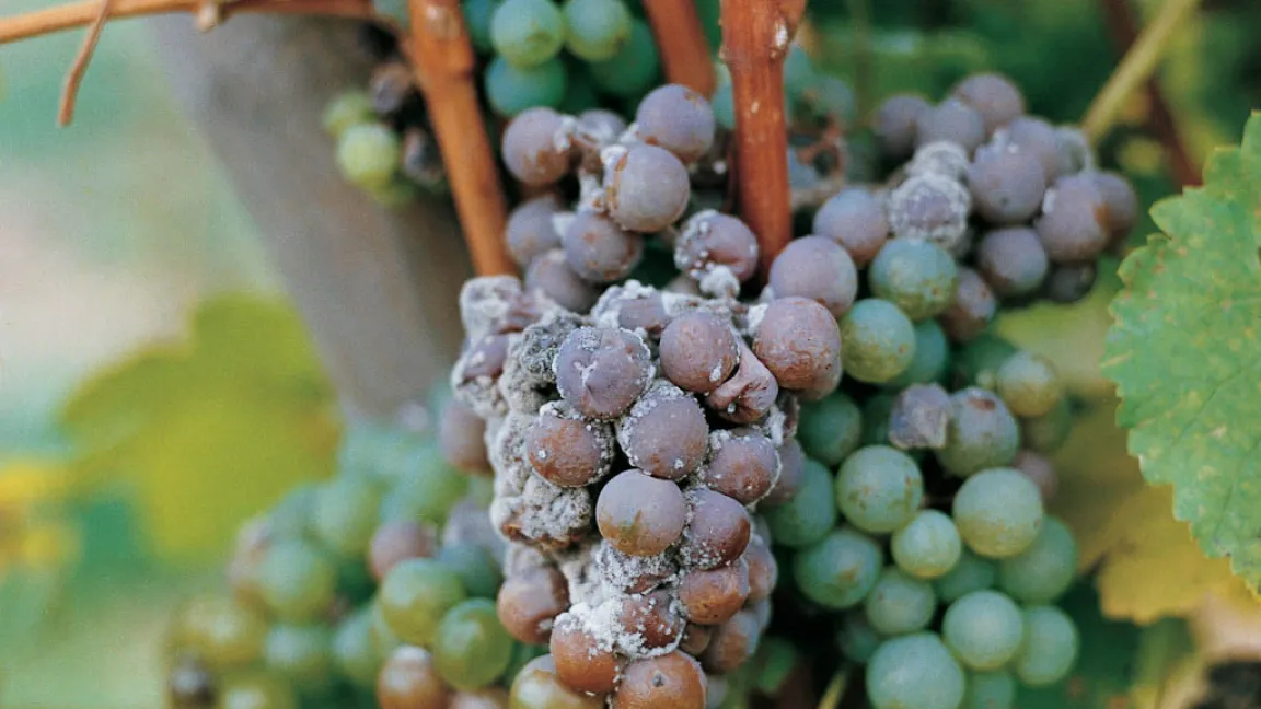 Botrytis cinerea, der Erreger des Grauschimmels, verursacht bei Tafeltrauben weniger Schäden als bei Keltertrauben. Foto: Bayer CropScience