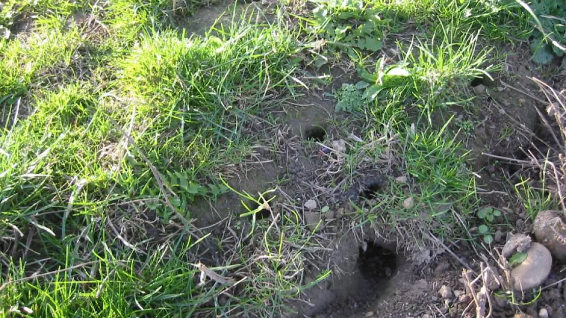 Auf Brachflächen können sich Mäuse ungestört entwickeln. Auf den Grenzflächen zu Äckern müssen die Tiere kurz gehalten werden. Foto: Matthias Wiedenau