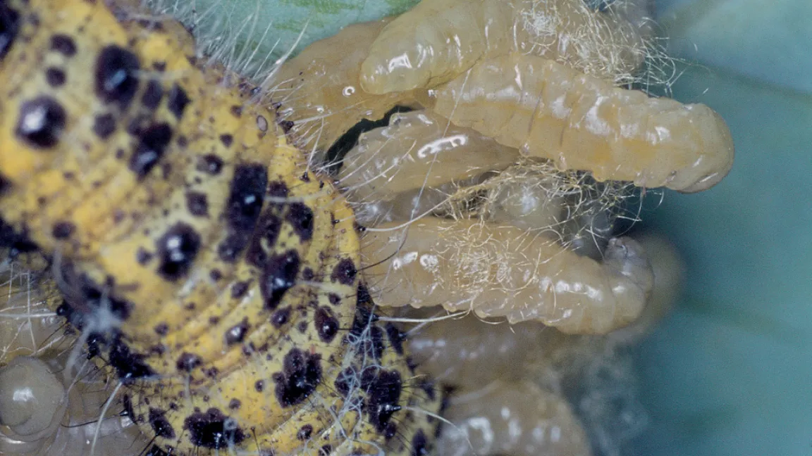 Die vom Mais abgegebenen Dufstoffe ziehen nützliche Brackwespen an, die ihre Eier in die Raupen ablegen. Foto: Bayer CropScience