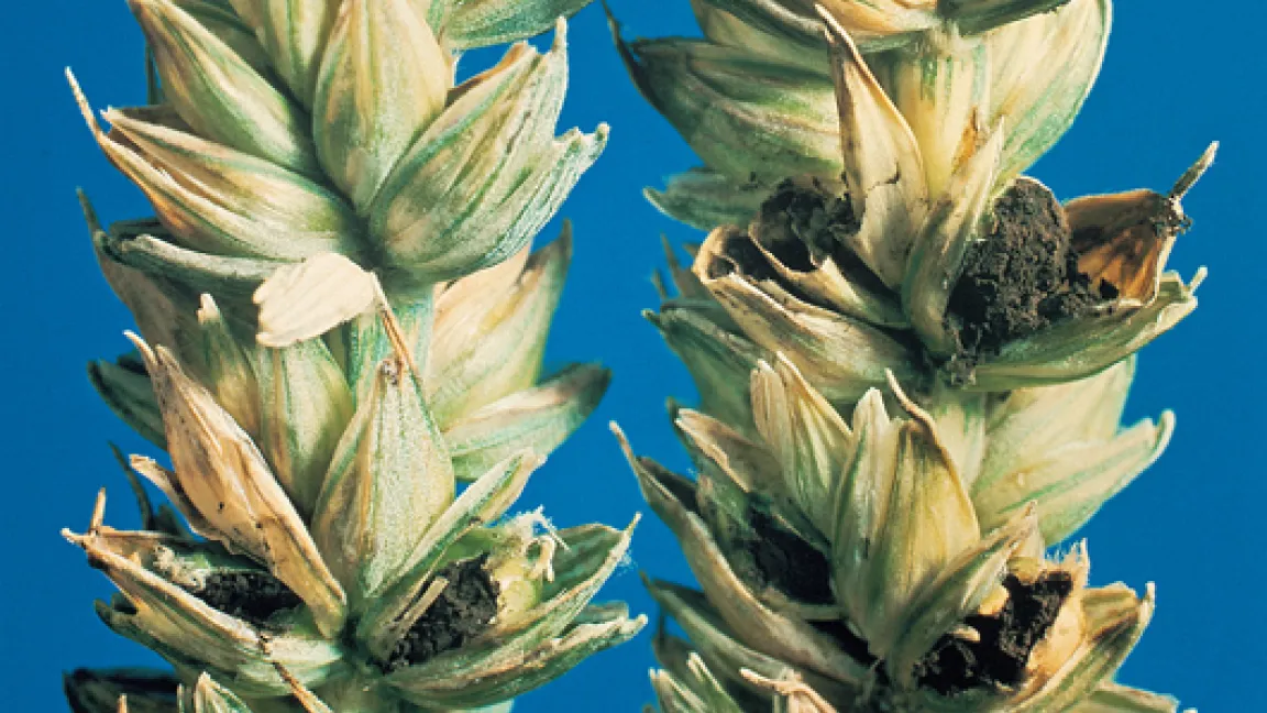 Wenn Steinbrand nicht durch Beizung vorgebeugt wird, befällt er den Keimling und wird später in der Ähre sichtbar. Foto: BASF