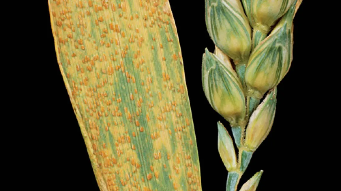 Braunrost an Weizen verursacht durch Puccinia triticina
Quelle: Bayer CropScience
