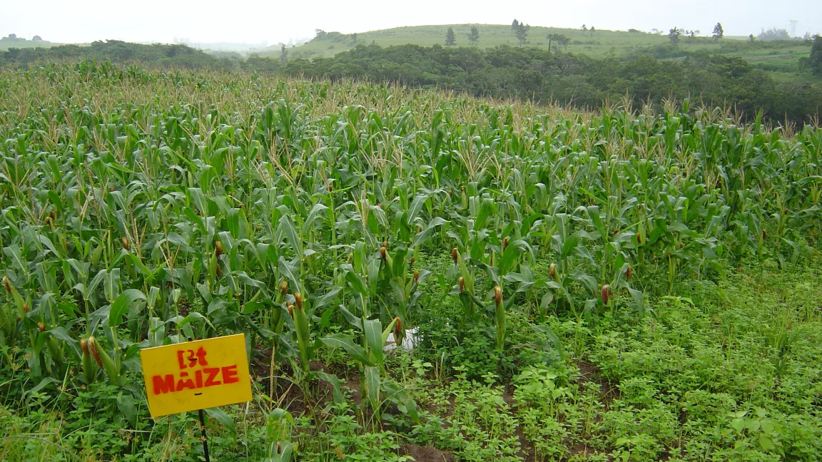Anbau von gv-Mais in Südafrika. Foto: CropLife International