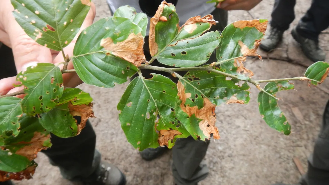 Der Buchenspringrüssler fügte den Buchen 2014 erhebliche Fraßschäden zu. Foto: Nadine Eickenscheidt, Thünen-Institut für Waldökosysteme Foto: Nadine Eickenscheidt, Thünen-Institut für Waldökosysteme