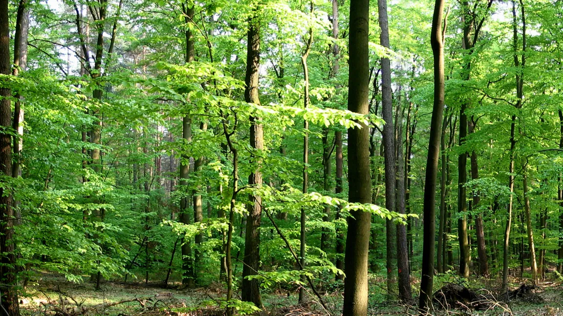So schön ein Buchenwald auch ist. Zwei Drittel der Fläche Deutschlands wären jedoch zu viel. Foto: Fotolia