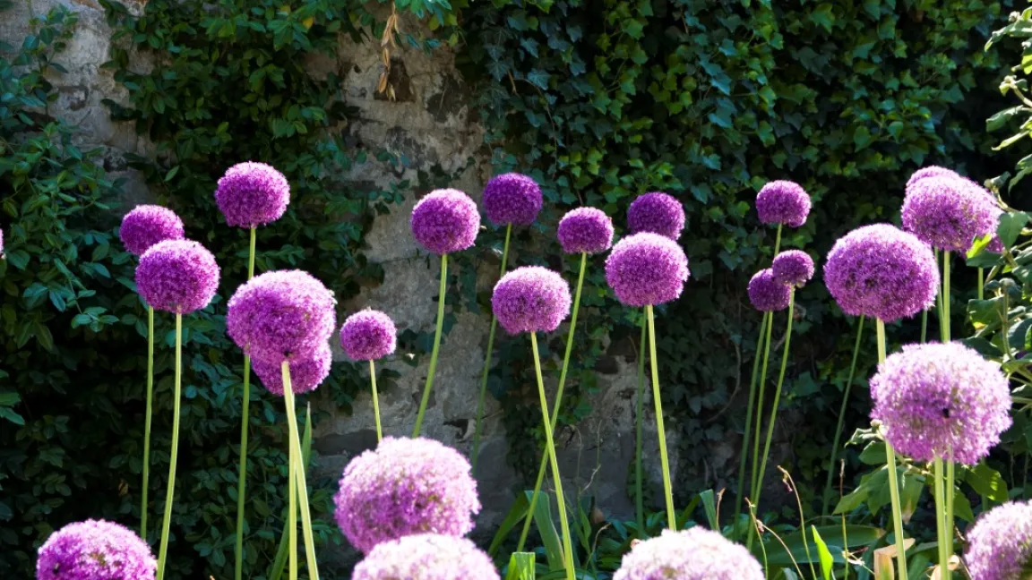 Mischkultur im Kleingarten. Foto: Thomas Wagner, BDG