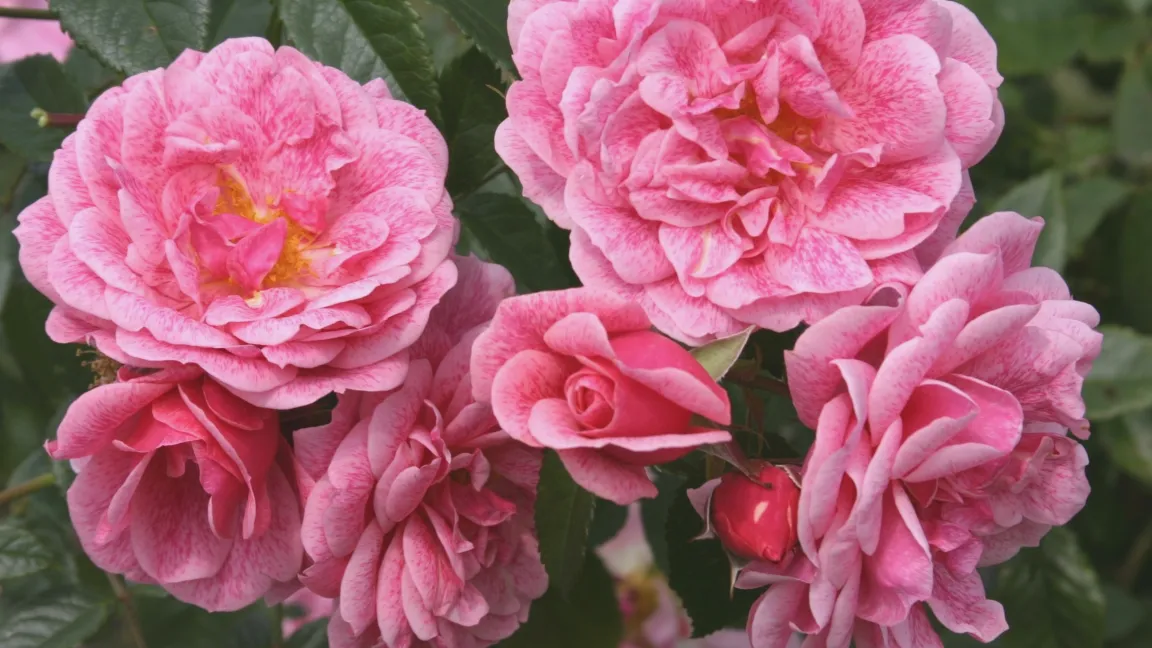 Die Kletterrose Camelot trotzt ritterlich allen Blattkrankheiten. Foto: Dr. Burkhard Spellerberg