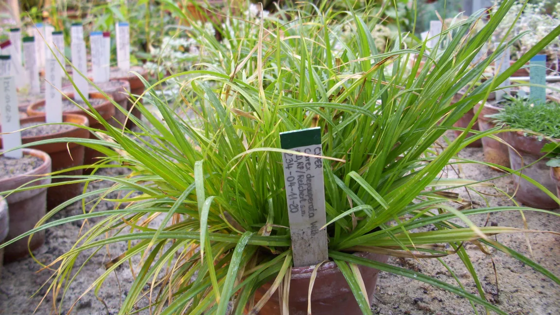 Verarmte Segge in Erhaltungskultur des Botanischen Gartens und Botanischen Museum Berlin-Dahlem. Foto: R. Hand, Botanischer Garten und Botanisches Museum Berlin-Dahlem
