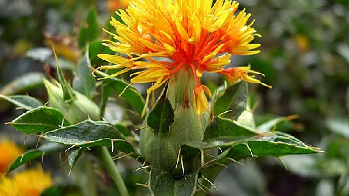 Färberdisteln können sowohl als Öl- als auch als Färbepflanze verwendet werden. Foto: Uni Marburg