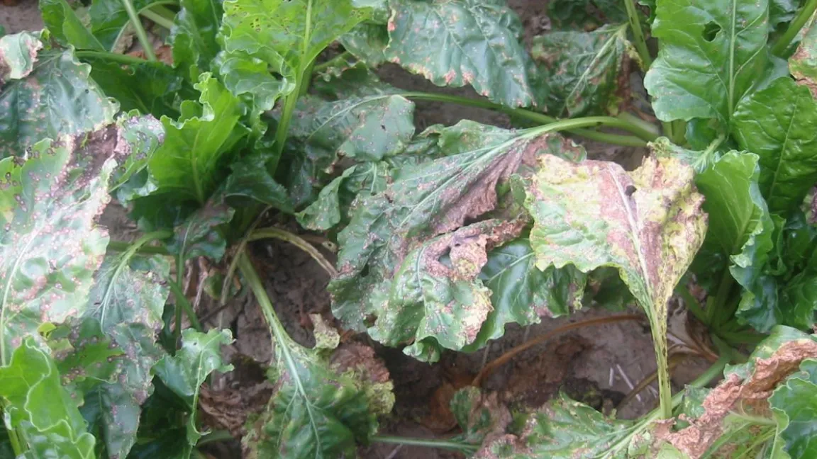Blattfleckenkrankheiten an Zuckerrüben verursachen immer wieder große Schäden. Foto: Matthias Wiedenau