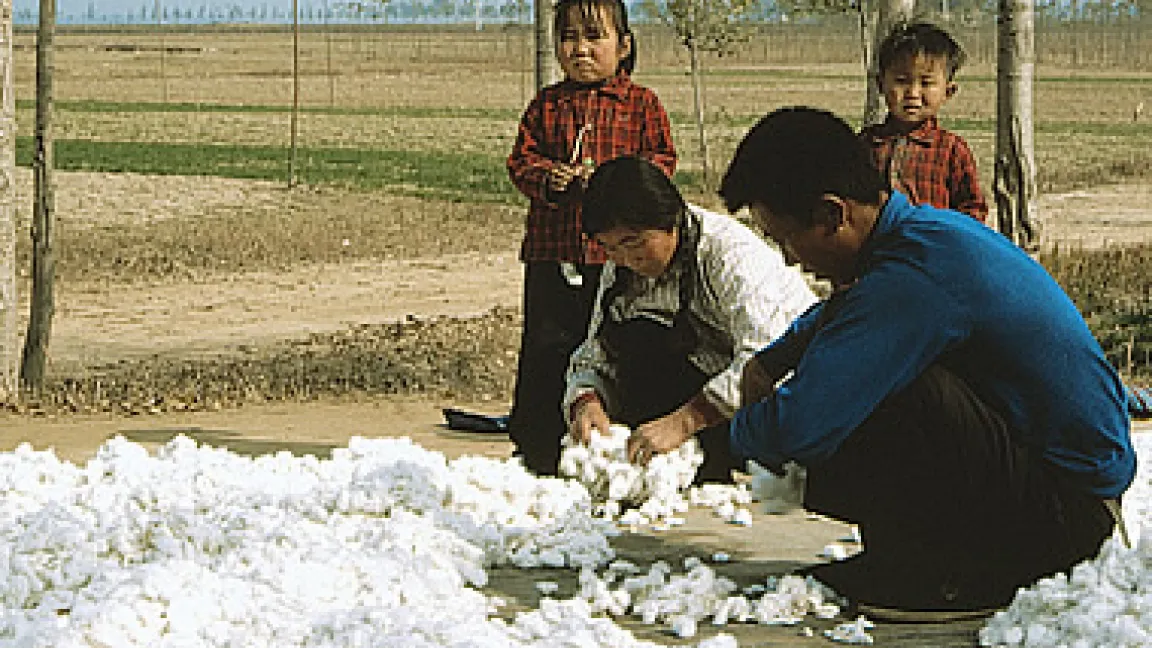 Chinesische Kleinfamilie sortiert geerntete Baumwolle.
	Quelle: AgrarService.
