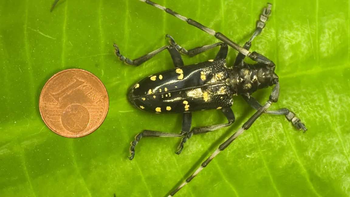 Die Gefahr dabei ist, dass Schädlinge wie z.B. der Citrusbockkäfer eingeschleppt werden können. Foto: Günter Kortmann, LWK Nordrhein-Westfalen