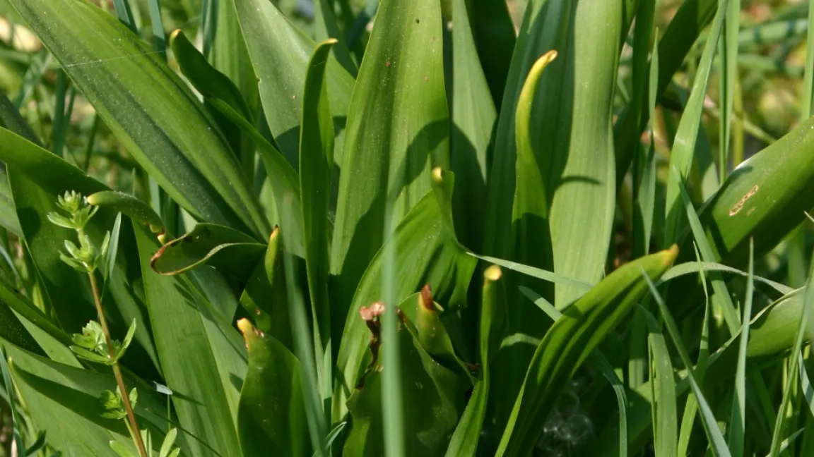 Blätter der Herbstzeitlose im Frühjahr. Foto: Dr. G. Briemle, Aulendorf